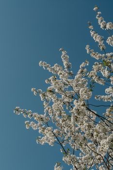 湛蓝的天空下，精致的白色樱花绽放，捕捉着春天的精髓