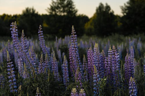 Close-Up Shot of Lavenders in Bloom