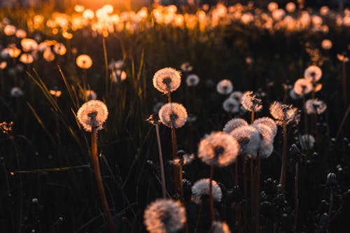 Close-Up Shot of Dandelions in Bloom