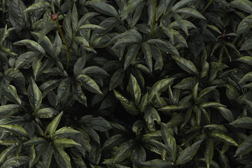 Close-Up Shot of Green Leaves