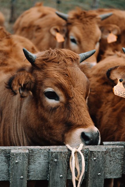 A group of brown cows with numbered tags standing behind a wooden fence on a farm.