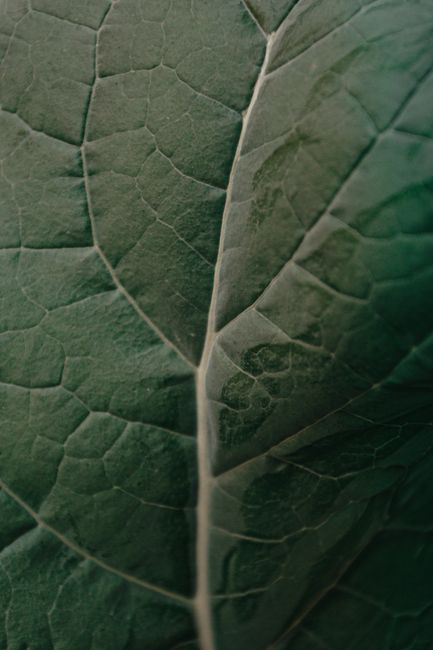 Close-up macro photo of a green leaf highlighting the natural texture and veins.