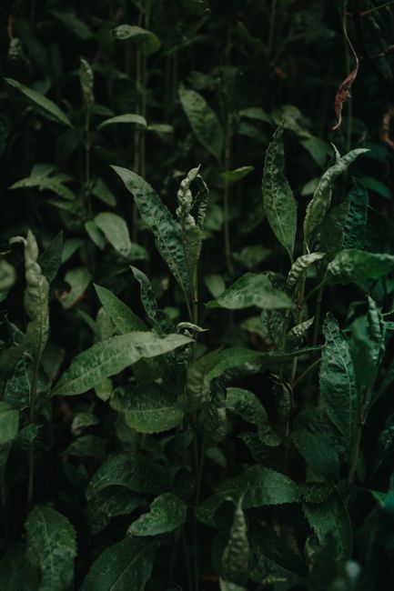 Close-up view of dense green leaves creating a natural pattern.