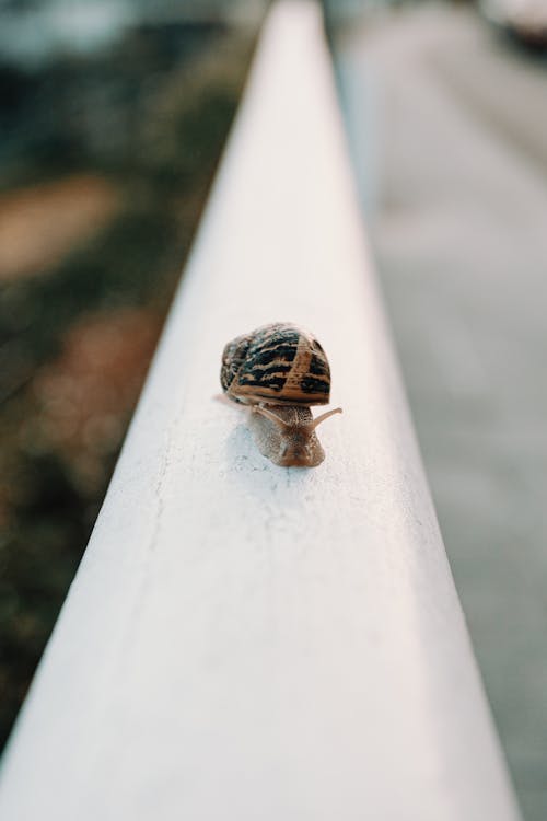 Selective Focus Photo of Snail