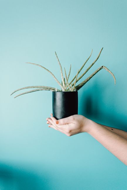 A minimalist image of an aloe vera plant in a black pot held by a hand against a teal background.