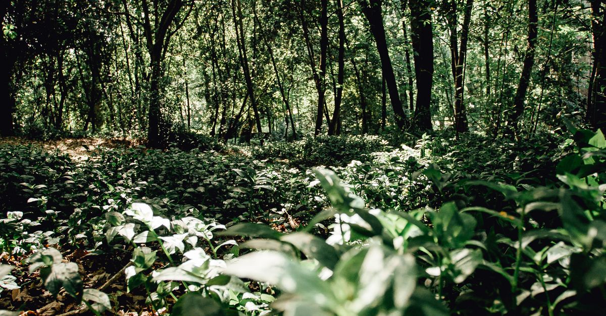 Bushes In Forest Green bushes in forest under sunlight · Free Stock Photo