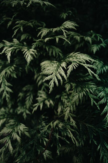 Close-up of lush fern leaves with intricate texture in shallow focus. Perfect for nature and foliage themes.