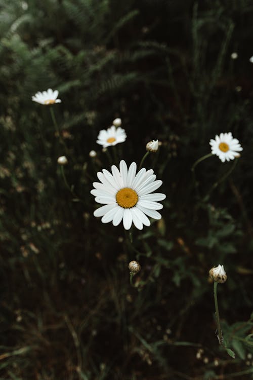 White Daisy in Bloom