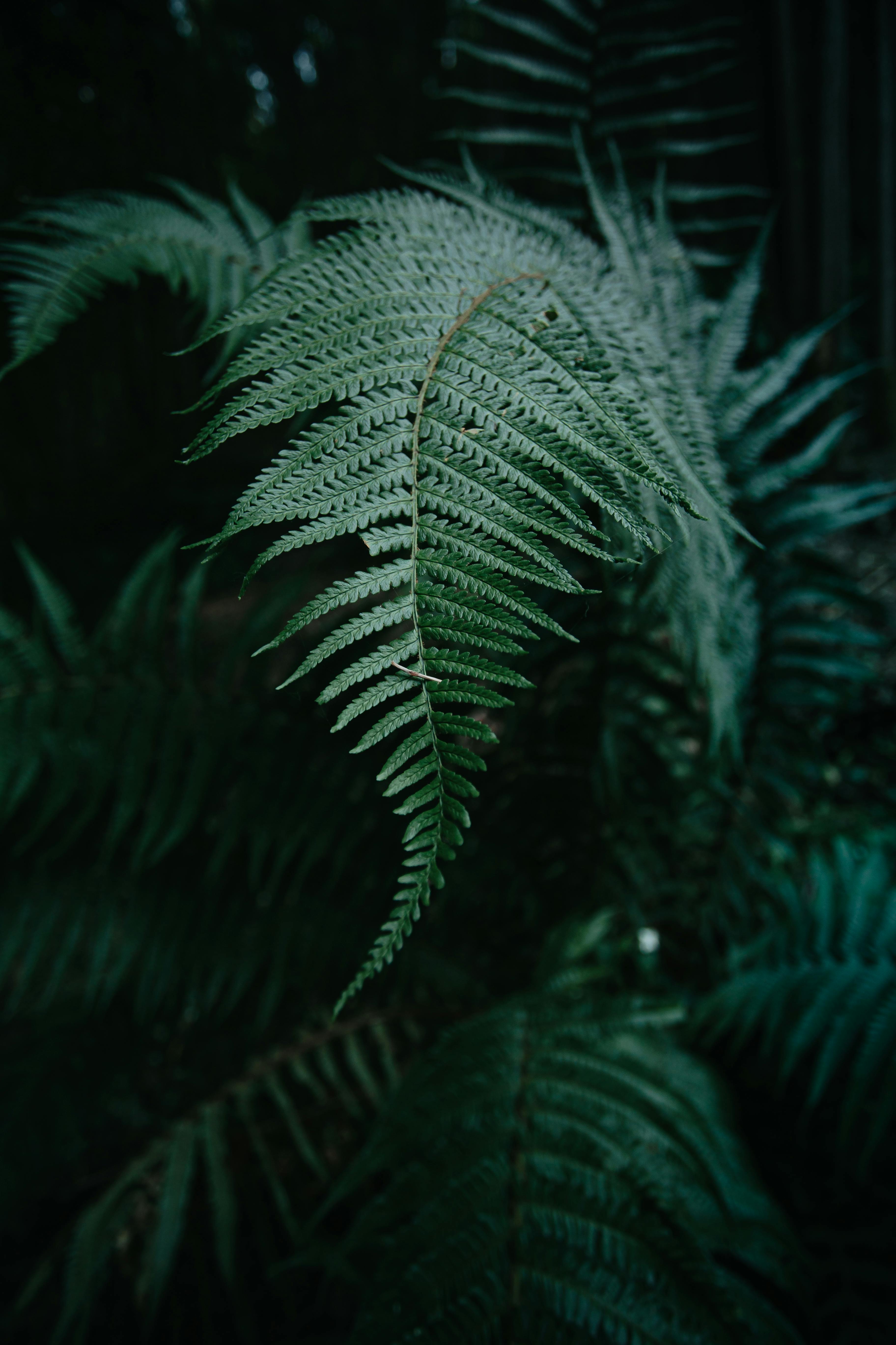 Detailed close-up of lush green fern leaves creating a natural texture.