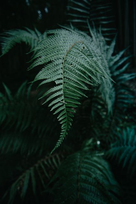 Detailed close-up of lush green fern leaves creating a natural texture.