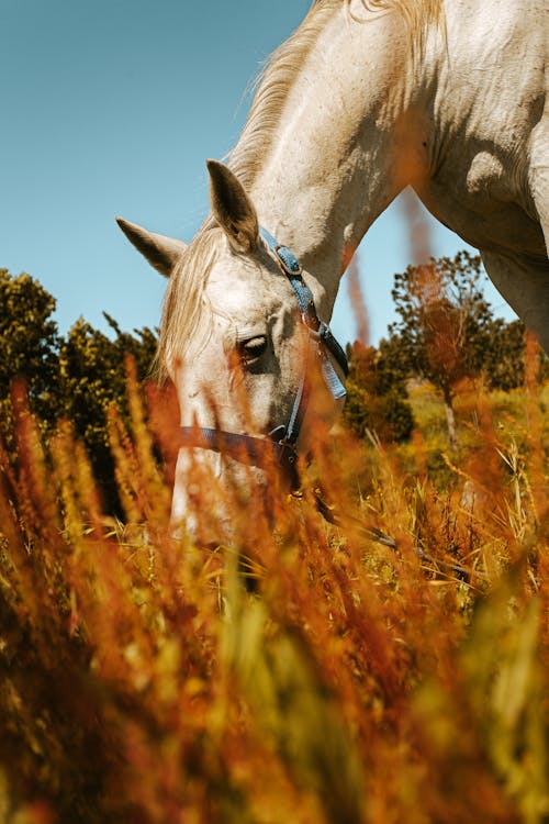 Základová fotografie zdarma na téma bílý kůň, domácí zvíře, farma