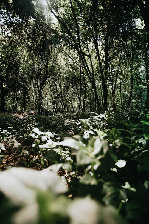 Immagine gratuita di alberi, ambiente, boschi