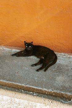 一只光滑的黑猫靠着橙色的墙壁，放松地躺在水泥人行道上