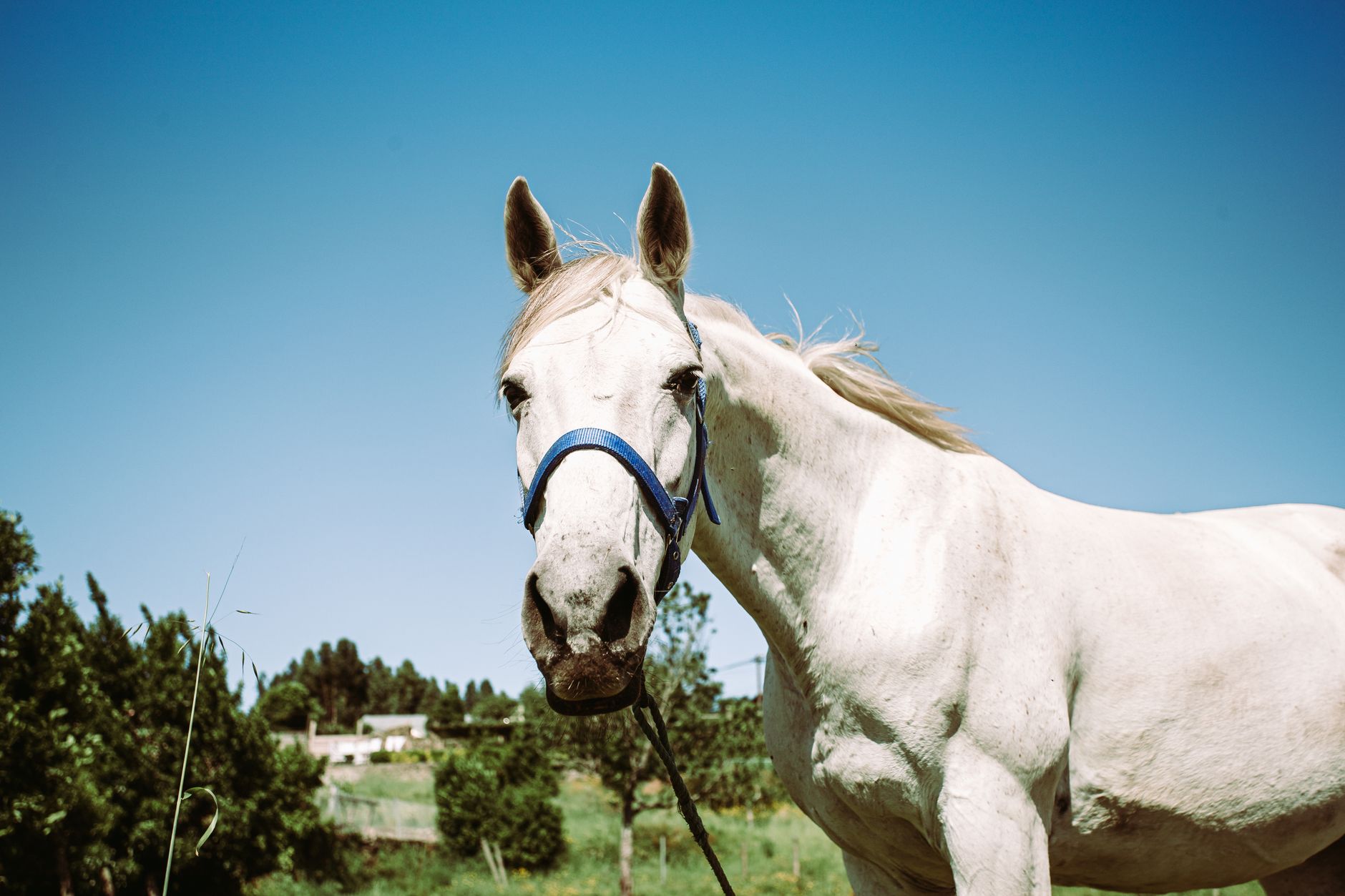 A horse undergoing diagnostic blood testing at a veterinary clinic