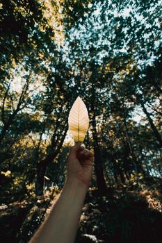 Crop hand of anonymous person holding yellow autumn leaf against tall trees in park