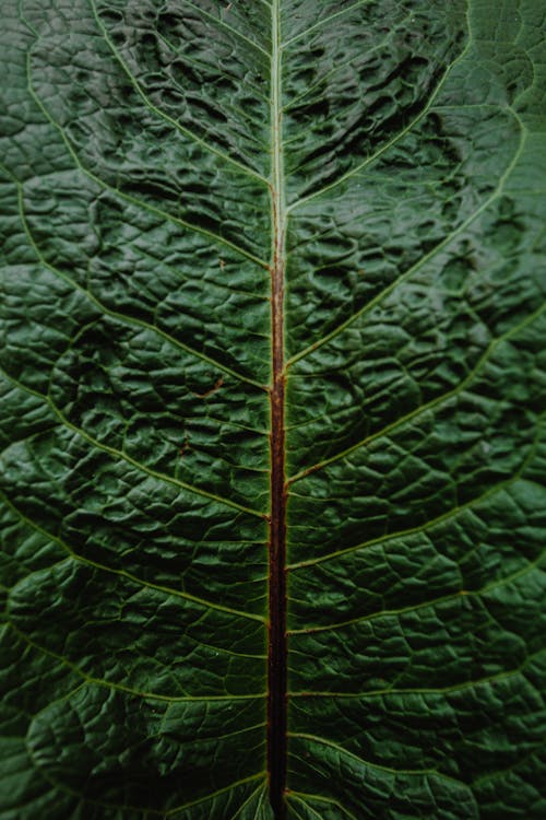 Close-Up Photo of Green Leaf