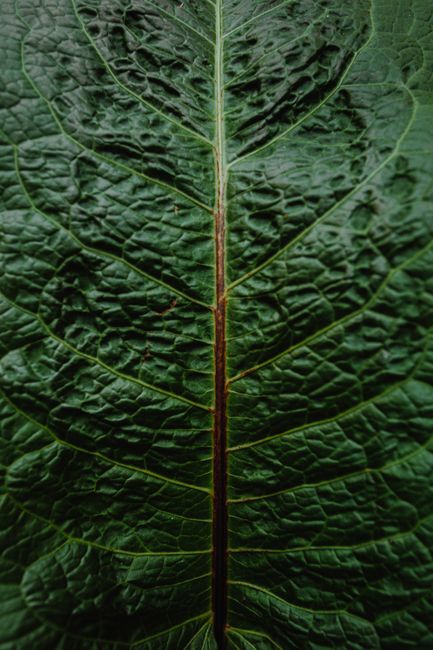 Close-up of a green leaf highlighting its intricate pattern and veins.