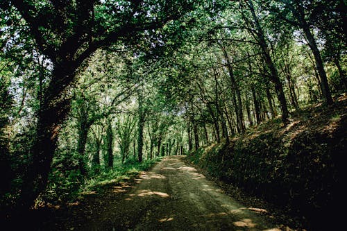 Unpaved Road Between Green Trees