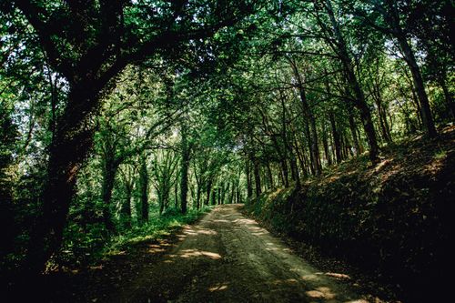 Free A serene dirt pathway through a lush forest providing natural beauty and tranquility. Stock Photo
