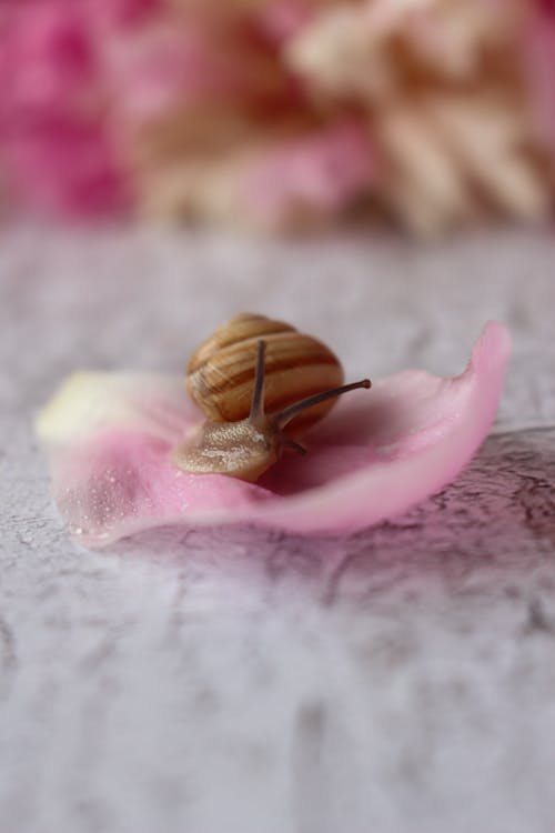 Brown Snail on Pink Petal