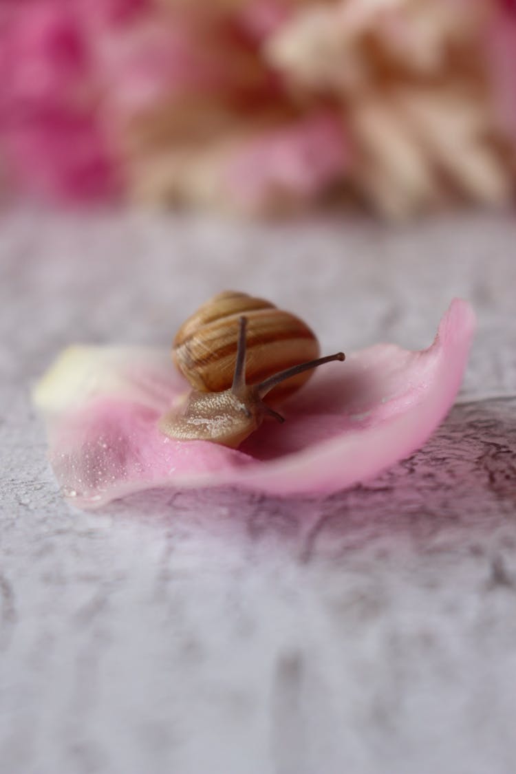 Brown Snail On Pink Petal