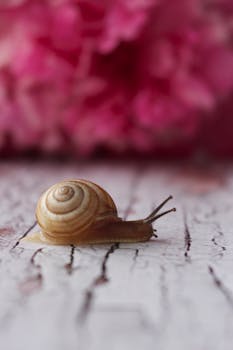 A detailed shot of a garden snail crawling on a textured surface with a blurred pink background.