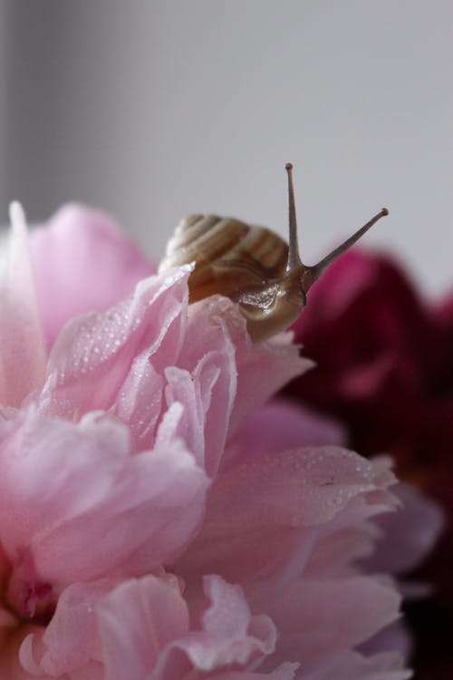 Selective Focus Photo of Snail on Pink Flower
