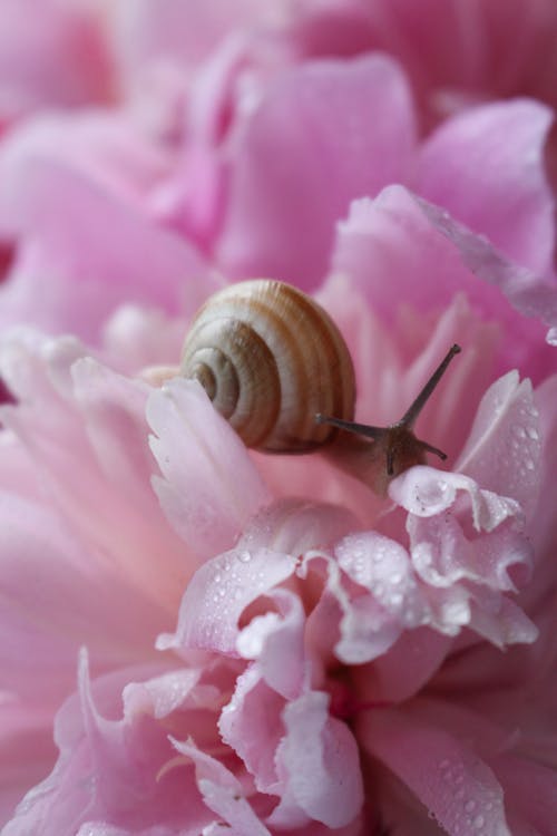 Brown Snail on Pink Flower