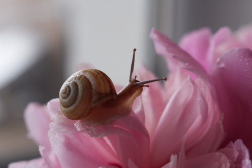Free Brown Snail on Pink Flower Stock Photo