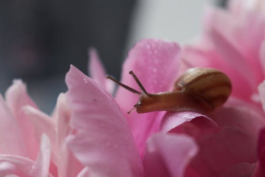 A snail delicately crawls on pink flower petals, showcasing nature's beauty and detail.