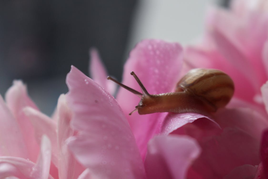 Brown Snail in Pink Flower in Macro Photography