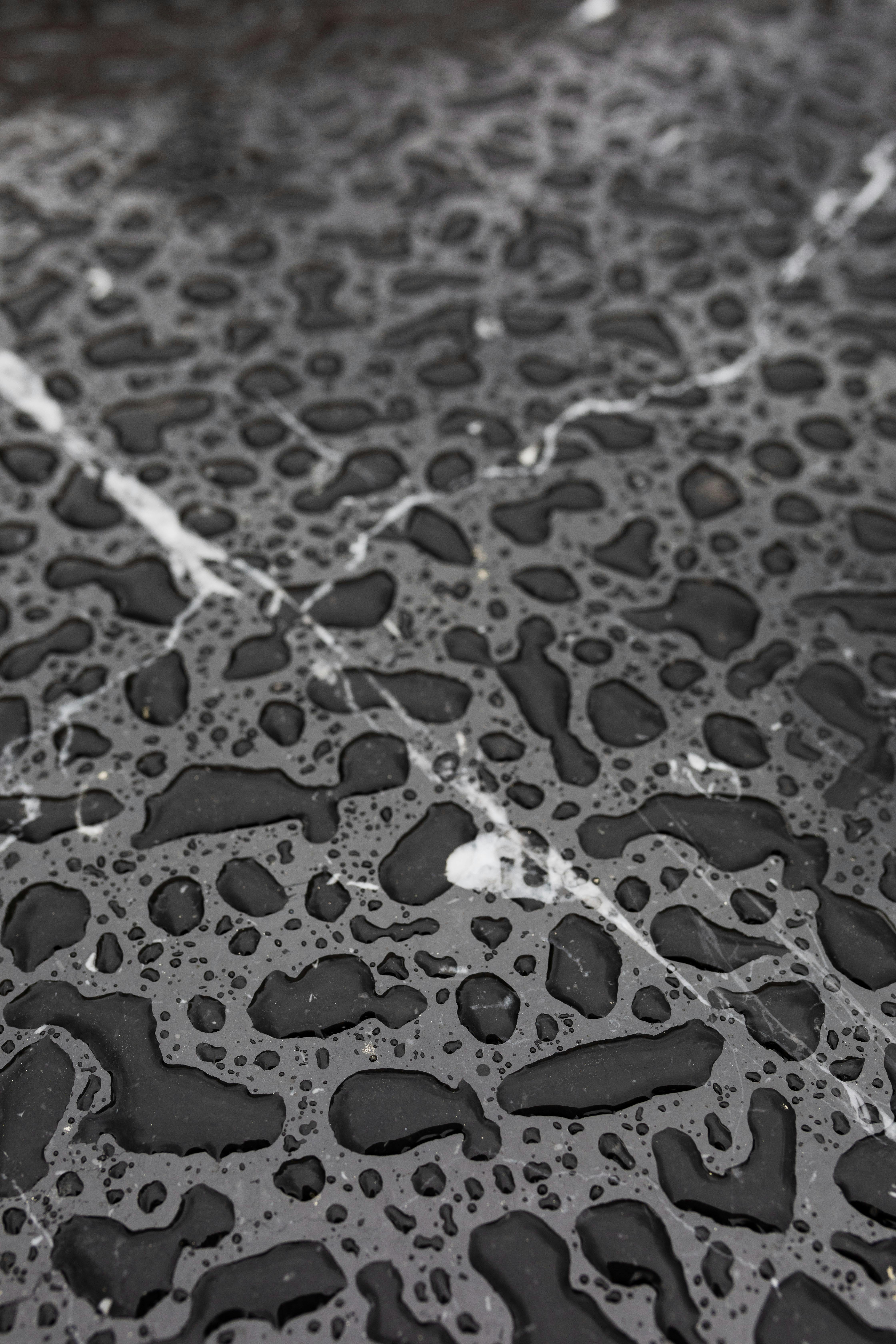 Why Do Dogs Have Wet Noses? Discover the Fascinating Truth! 6 The Unique Functions of a Dog's Wet Nose: More Than Just Moisture