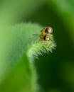 Closeup of small hoverflies sitting on each other and mating on green leaf of plant