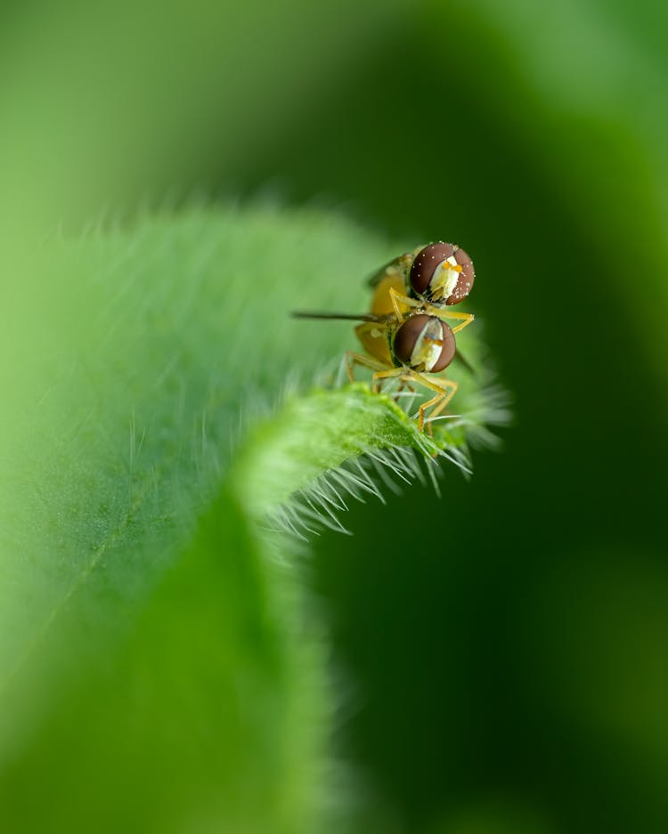 Hoverflies Mating On Green Leaf