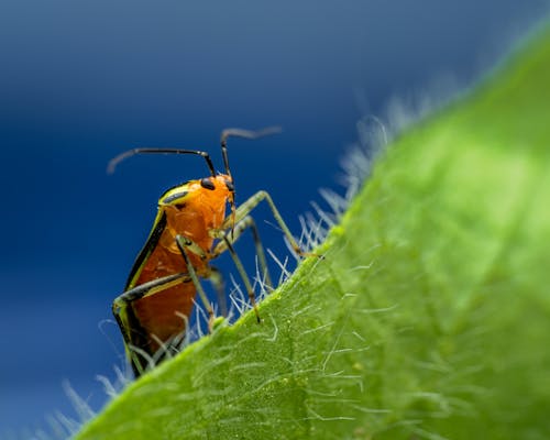 Brown and Black Beetle on Green Leaf in Close Up Photography
