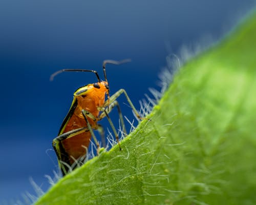 5 điều cần biết nếu bạn chụp ảnh Macro 8 Ảnh lưu trữ miễn phí về ăng ten, bọ cánh cứng, cận cảnh