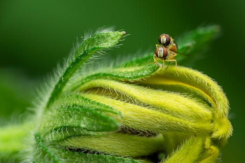 Free Hoverflies mating on exotic plant Stock Photo