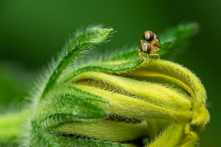 Hoverflies Mating On Exotic Plant