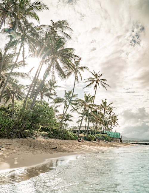 Coconut Trees Near a Beach Under Cloudy Sky