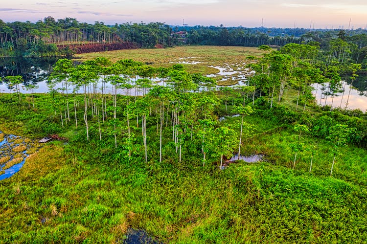 Aerial View Of A Wetland At Daytime