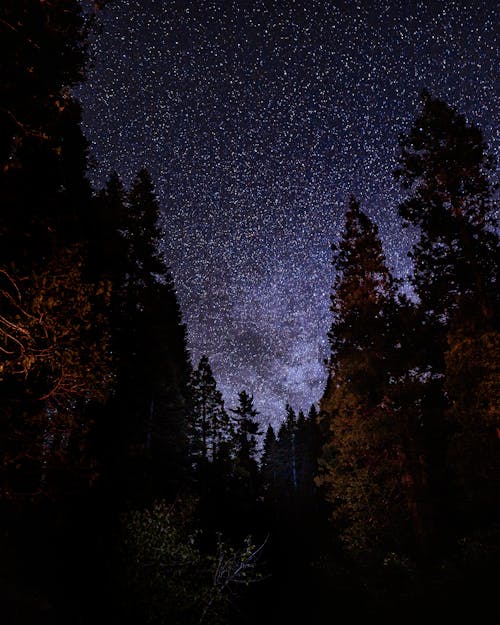 나무, 로우앵글 샷, 밤하늘의 무료 스톡 사진