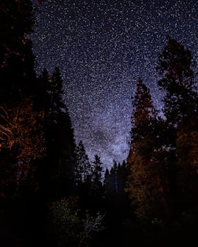 Breathtaking view of a starry night sky with silhouetted evergreen trees.