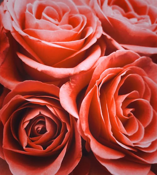 Free Close-Up Shot Of Roses Stock Photo