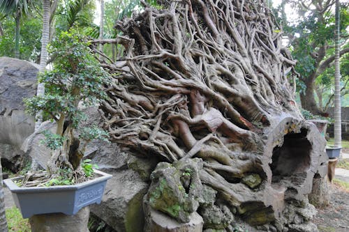 Foto profissional grátis de entalhes, esculturas de raízes de árvores, ilha de hainan