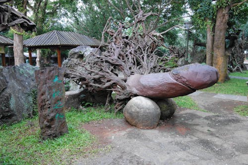 Foto profissional grátis de entalhes, esculturas de raízes de árvores, ilha de hainan