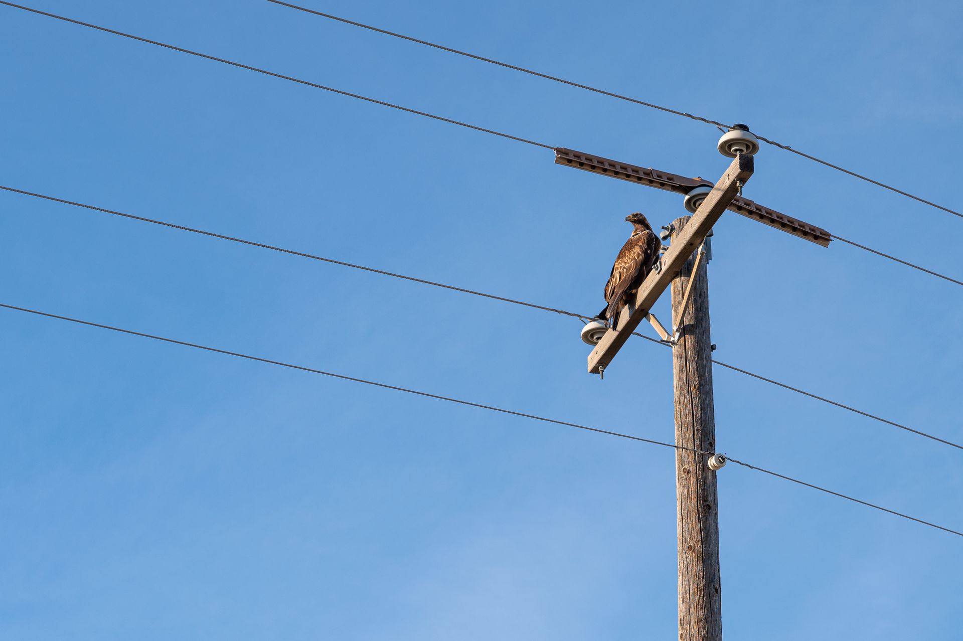 Low angle of small adult Jackal buzzard with brown highlighted plumage looking away while relaxing on utility pole between long thin wires under vivid blue sky in sunlight