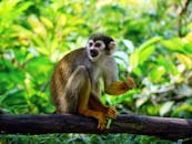 松鼠猴栖息在翠绿丛林环绕的树枝上