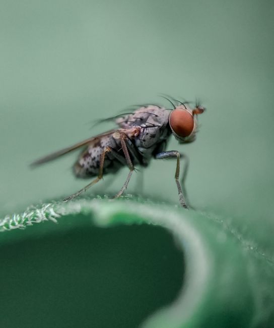 Botflies Mating Close Up Photography · Free Stock Photo