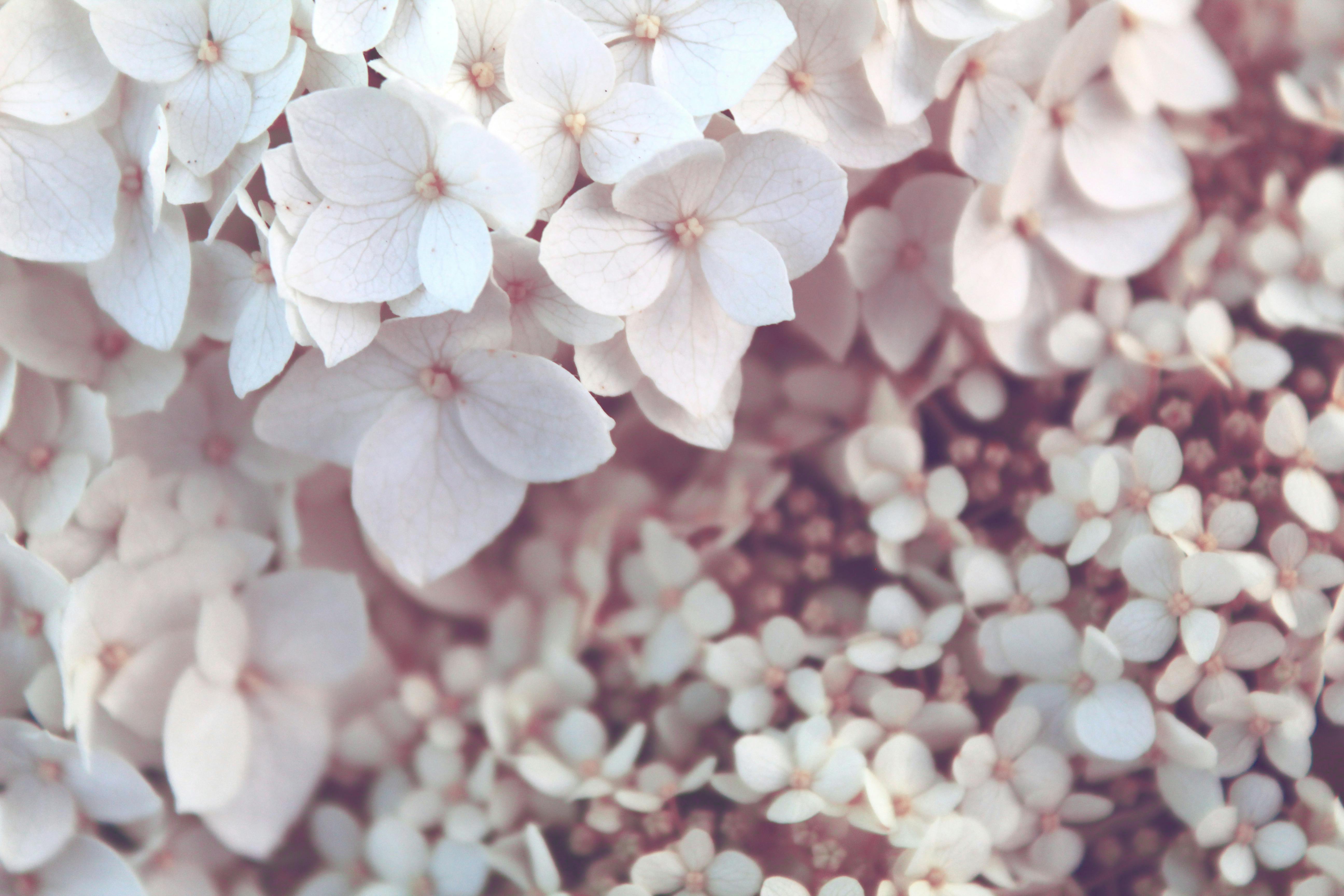 Free stock photo of background, bloom, blur