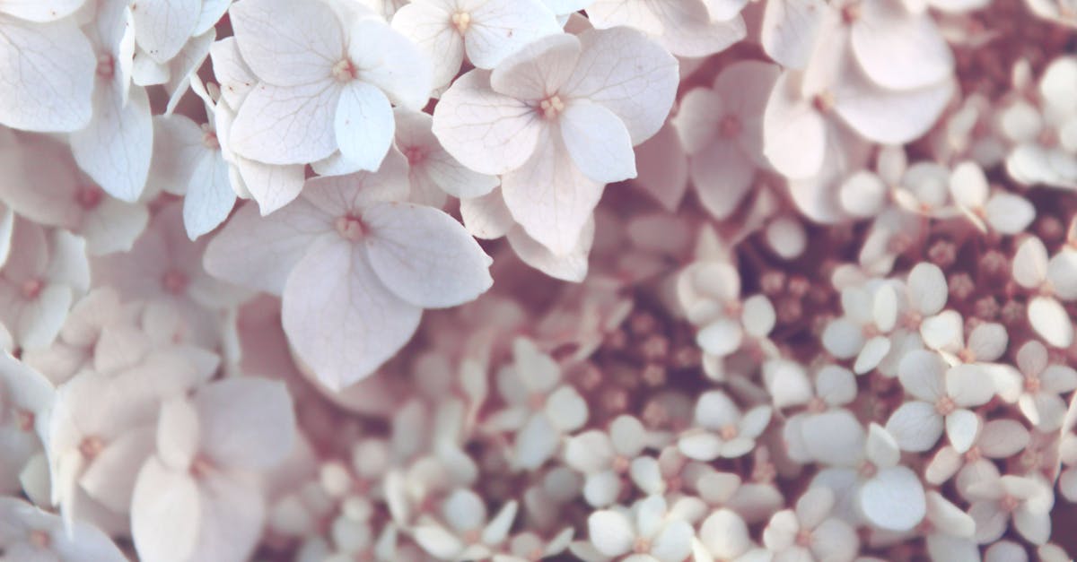 Free stock photo of background, bloom, blur